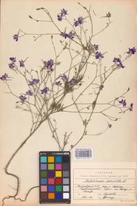 Delphinium consolida subsp. consolida, Восточная Европа, Молдавия (E13a) (Молдавия)
