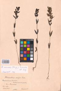 MHA 0 162 116, Rhinanthus serotinus var. vernalis (N. W. Zinger) Janch., Восточная Европа, Центральный лесостепной район (E6) (Россия)