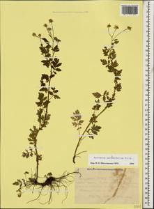 Tanacetum partheniifolium (Willd.) Sch. Bip., Кавказ, Краснодарский край и Адыгея (K1a) (Россия)
