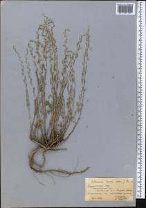 Artemisia herba-alba Asso, Средняя Азия и Казахстан, Каракумы (M6) (Туркмения)