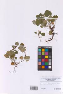 Фиалка скальная F.W.Schmidt, Восточная Европа, Московская область и Москва (E4a) (Россия)