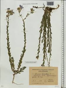 Лен жестковолосистый L., Восточная Европа, Молдавия (E13a) (Молдавия)
