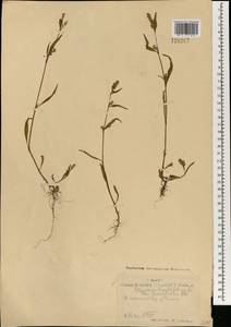 Горец развесистый, Горец щавелелистный (L.) Gray, Монголия (MONG) (Монголия)