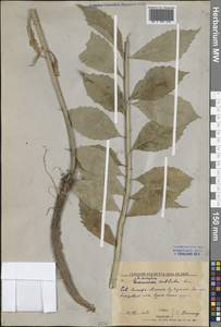 Бубенчик широковатый Kom., Сибирь, Дальний Восток (S6) (Россия)