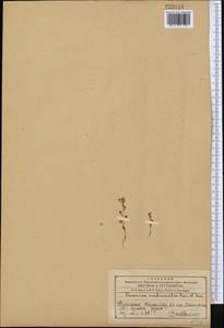 Вероника короткощетинковая Boiss. & A. Huet, Средняя Азия и Казахстан, Западный Тянь-Шань и Каратау (M3) (Казахстан)