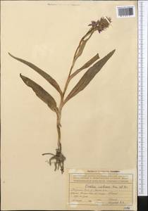 Dactylorhiza incarnata subsp. cilicica (Klinge) H.Sund., Средняя Азия и Казахстан, Северный и Центральный Тянь-Шань (M4) (Киргизия)