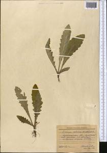 Cirsium arvense var. integrifolium Wimm. & Grab., Средняя Азия и Казахстан, Северный и Центральный Казахстан (M10) (Казахстан)