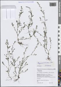 Спорыш птичий, Горец птичий L., Сибирь, Прибайкалье и Забайкалье (S4) (Россия)