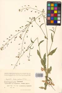 Пастушья сумка обыкновенная (L.) Medik., Восточная Европа, Нижневолжский район (E9) (Россия)