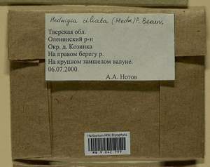 Hedwigia ciliata (Hedw.) Boucher, Гербарий мохообразных, Мхи - Центральное Нечерноземье (B6) (Россия)