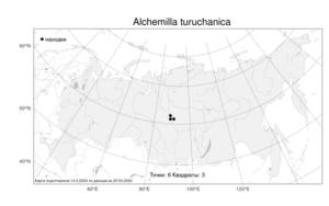 Alchemilla turuchanica, Манжетка туруханская Juz., Атлас флоры России (FLORUS) (Россия)