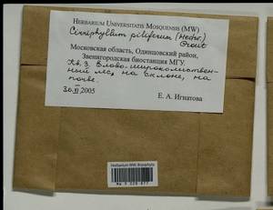Cirriphyllum piliferum (Hedw.) Grout, Гербарий мохообразных, Мхи - Москва и Московская область (B6a) (Россия)