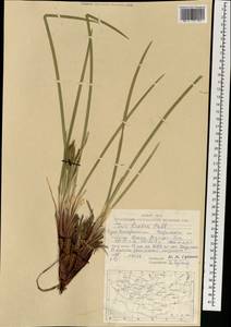 Ирис молочно-белый Pall., Монголия (MONG) (Монголия)