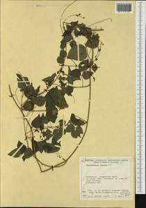 Rhynchosia minima (L.)DC., Австралия и Океания (AUSTR) (Австралия)