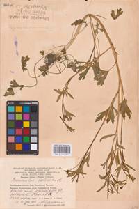 Лютик ядовитый L., Восточная Европа, Восточный район (E10) (Россия)