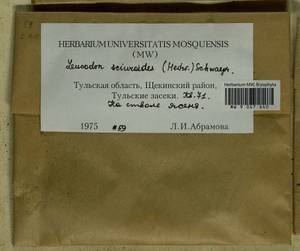 Leucodon sciuroides (Hedw.) Schwägr., Гербарий мохообразных, Мхи - Центральное Нечерноземье (B6) (Россия)
