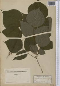 Desmodium glutinosum (Willd.)Alph.Wood, Америка (AMER) (США)