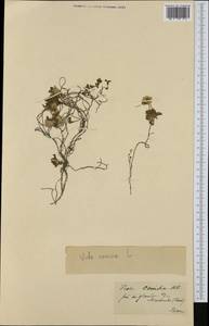Viola cenisia L., Западная Европа (EUR) (Швейцария)