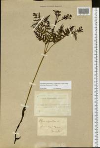 Pteridium aquilinum subsp. japonicum (Nakai) Á. Löve & D. Löve, Сибирь, Алтай и Саяны (S2) (Россия)