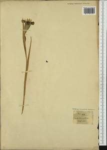 Iris tuberosa L., Западная Европа (EUR) (Франция)
