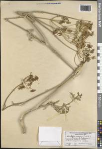 Leiotulus secacul (Mill.) Pimenov & Ostr., Зарубежная Азия (ASIA) (Турция)