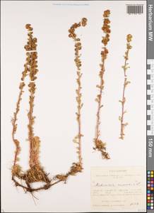 Полынь каменная L., Сибирь, Алтай и Саяны (S2) (Россия)