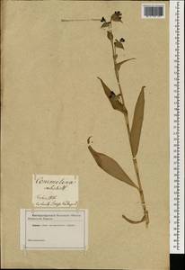 Коммелина небесно-голубая Willd., Зарубежная Азия (ASIA) (Россия)