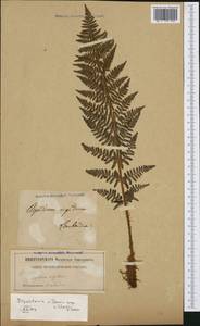 Dryopteris villarii (Bell) Woyn. ex Schinz & Thell., Западная Европа (EUR) (Италия)