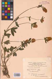 Клевер венгерский Jacq., Восточная Европа, Западно-Украинский район (E13) (Украина)