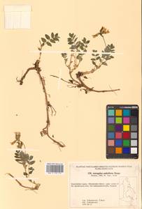 Астрагал зонтичный Bunge, Сибирь, Чукотка и Камчатка (S7) (Россия)