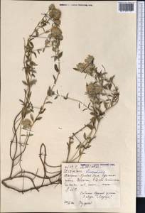 Зизифора пахучковидная Lam., Средняя Азия и Казахстан, Северный и Центральный Тянь-Шань (M4) (Казахстан)