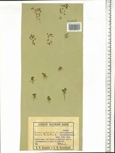 Ряска трехдольная L., Сибирь, Западная Сибирь (S1) (Россия)