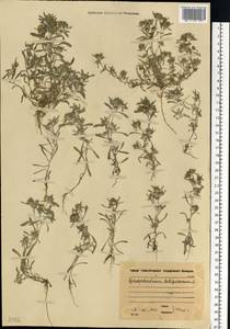 Сушеница топяная L., Восточная Европа, Московская область и Москва (E4a) (Россия)