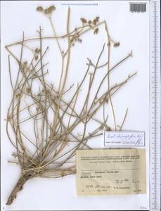 Eriocycla staurophylla (Rech. fil.) Rech. fil., Средняя Азия и Казахстан, Копетдаг, Бадхыз, Малый и Большой Балхан (M1) (Туркмения)