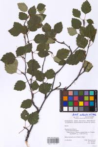Betula pubescens subsp. pubescens, Восточная Европа, Северный район (E1) (Россия)