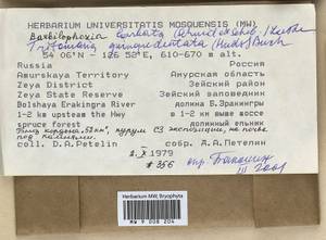 Barbilophozia barbata (Schmidel ex Schreb.) Loeske, Гербарий мохообразных, Мхи - Дальний Восток (без Чукотки и Камчатки) (B20) (Россия)