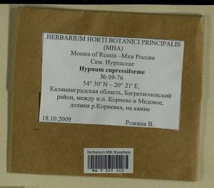 Hypnum cupressiforme Hedw., Гербарий мохообразных, Мхи - Калининградская область (B1a) (Россия)