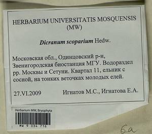 Dicranum scoparium Hedw., Гербарий мохообразных, Мхи - Москва и Московская область (B6a) (Россия)