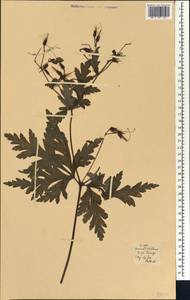 Pelargonium vitifolium (L.) L'Hér., Африка (AFR) (Испания)