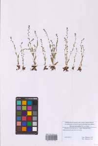 Незабудка прямостоячая Link ex Roem. & Schult., Восточная Европа, Московская область и Москва (E4a) (Россия)