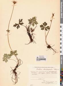 Купальница бумажночашелистиковая Schipcz., Сибирь, Чукотка и Камчатка (S7) (Россия)