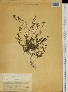 Спорыш распростертый Mert. ex K.Koch, Сибирь, Центральная Сибирь (S3) (Россия)