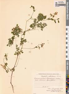 Хохлатка охотская Turcz., Сибирь, Дальний Восток (S6) (Россия)