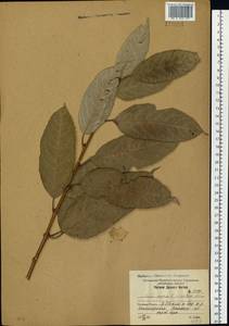 Ива козья L., Сибирь, Дальний Восток (S6) (Россия)