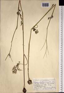 Бутень Прескотта DC., Сибирь, Алтай и Саяны (S2) (Россия)