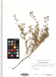 Medicago falcata subsp. falcata, Восточная Европа, Средневолжский район (E8) (Россия)