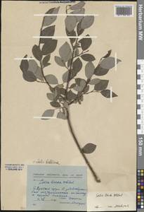 Ива Бебба, Ива Бэбба Sarg., Сибирь, Прибайкалье и Забайкалье (S4) (Россия)