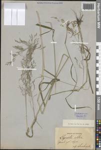 Полевица гигантская Roth, Восточная Европа, Восточный район (E10) (Россия)