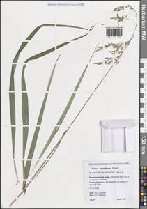 Овсянница тростниковая Schreb. , nom. cons., Кавказ, Краснодарский край и Адыгея (K1a) (Россия)