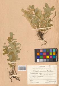 Истод японский Houtt., Сибирь, Дальний Восток (S6) (Россия)